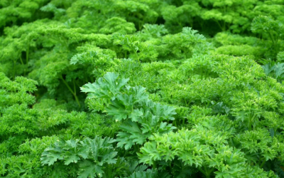 9 Herbs that Calm Your Adrenal Glands to Reduce Stress